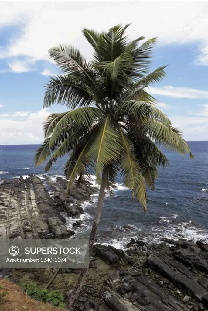 Palm tree at a coast, Port Blair, Andaman and Nicobar Islands, India