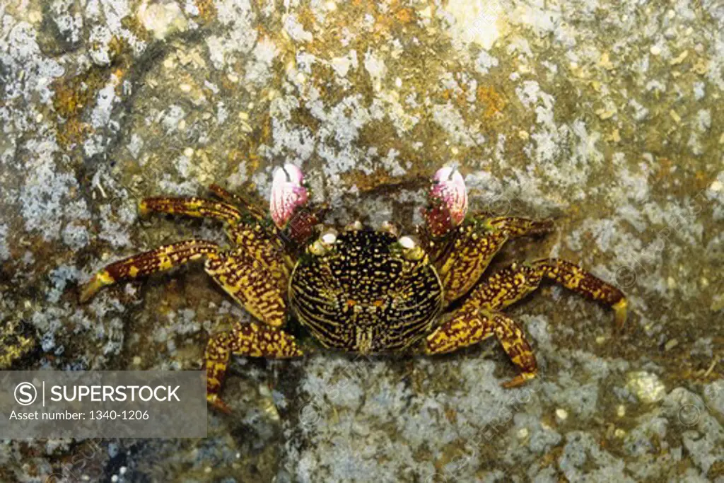 Close-up of a crab in water, Andaman and Nicobar Islands, India