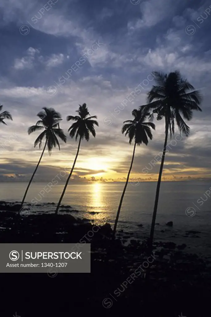 Silhouette of palm trees on the beach, Port Blair, Andaman and Nicobar Islands, India