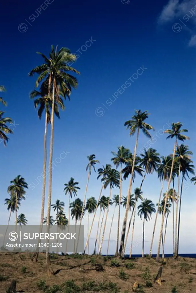 Palm trees on the beach, Port Blair, Andaman and Nicobar Islands, India