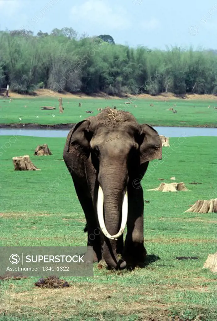 Indian elephant (Elephas maximus indicus) walking in a field, Kabini, Karnataka, India
