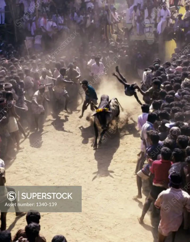 High angle view of a man taming a bull in a traditional festival, Jallikattu, Madurai, Tamil Nadu, India
