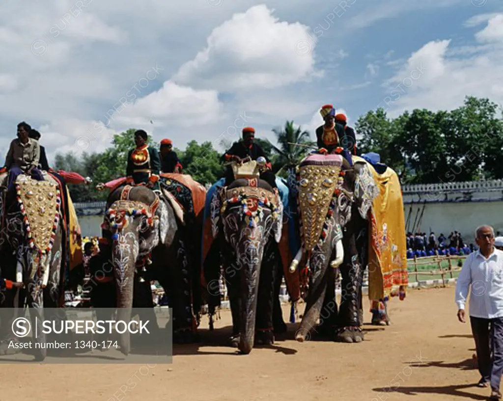 Group of people riding on decorated elephants in a traditional festival, Dussehra, Mysore, Karnataka, India