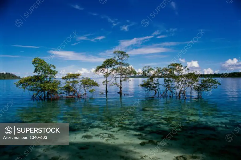 Trees half submerged in the sea, Havelock Island, Andaman and Nicobar Islands, India