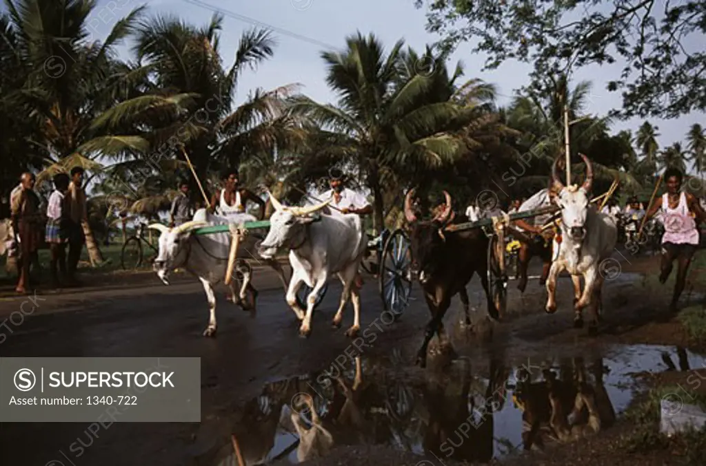 People participating in a traditional bullock cart race, Madurai, Tamil Nadu, India