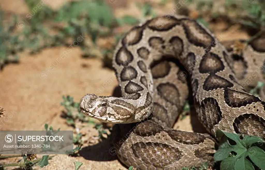 Close-up of a Russell's viper (Vipera russellii), India
