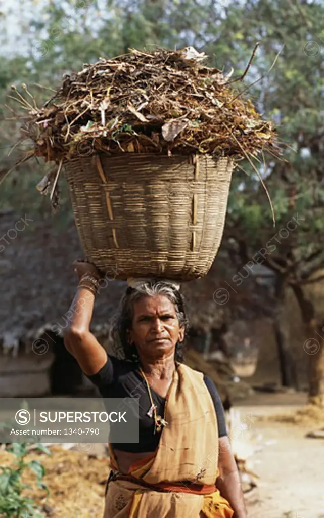 Mature woman carrying organic manure in a basket on her head, Tamil Nadu, India