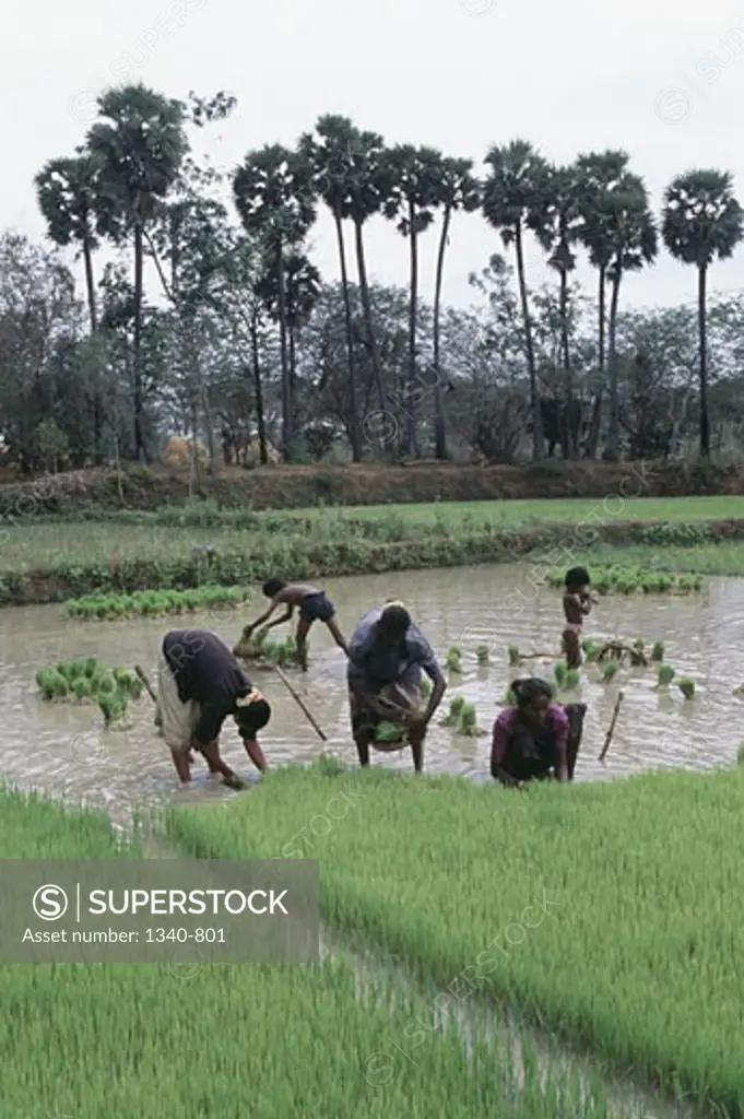 Women pulling out rice seedlings in a field, Tamil Nadu, India