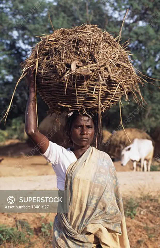 Close-up of a mature woman carrying organic manure on her head, India