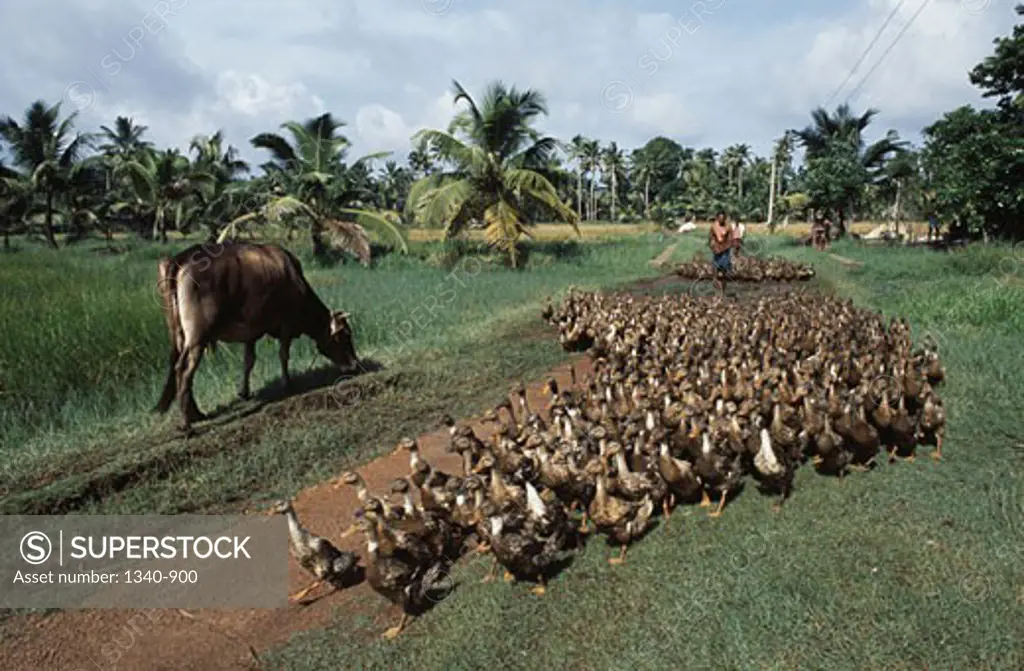 Man herding a flock of ducks, Kuttanad, Alappuzha District, Kerala, India