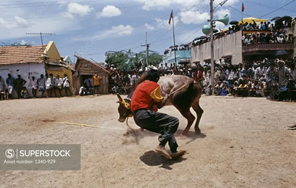 Rear view of a man taming a bull during Pongal a traditional festival, Madurai, Tamil Nadu, India