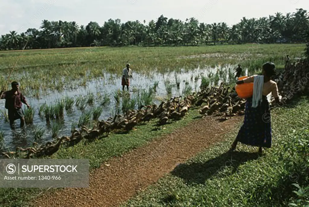 Woman herding a flock of ducks and farmer farming in a field, Kuttanad, Alappuzha District, Kerala, India