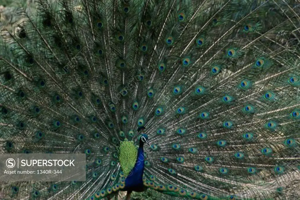 Peacock with its feathers spread out