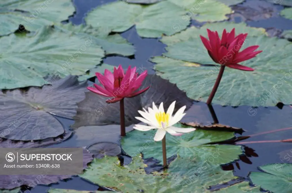 Water lilies in a pond