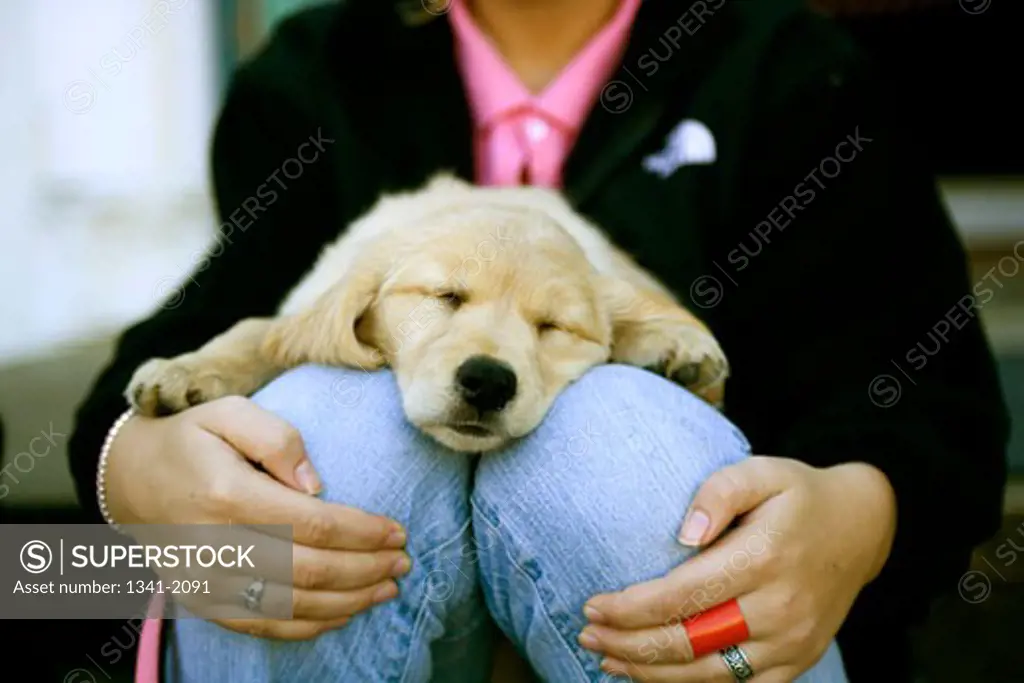Mid section view of a woman sitting with a Golden Retriever puppy