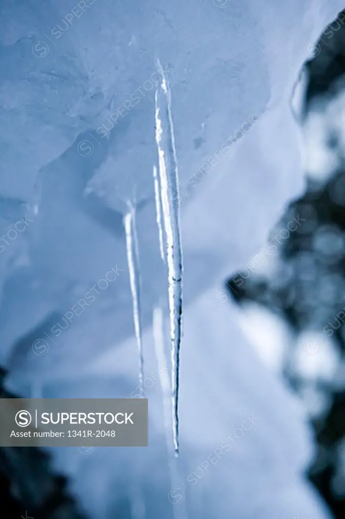 Close-up of icicles, Jackson, Wyoming, USA