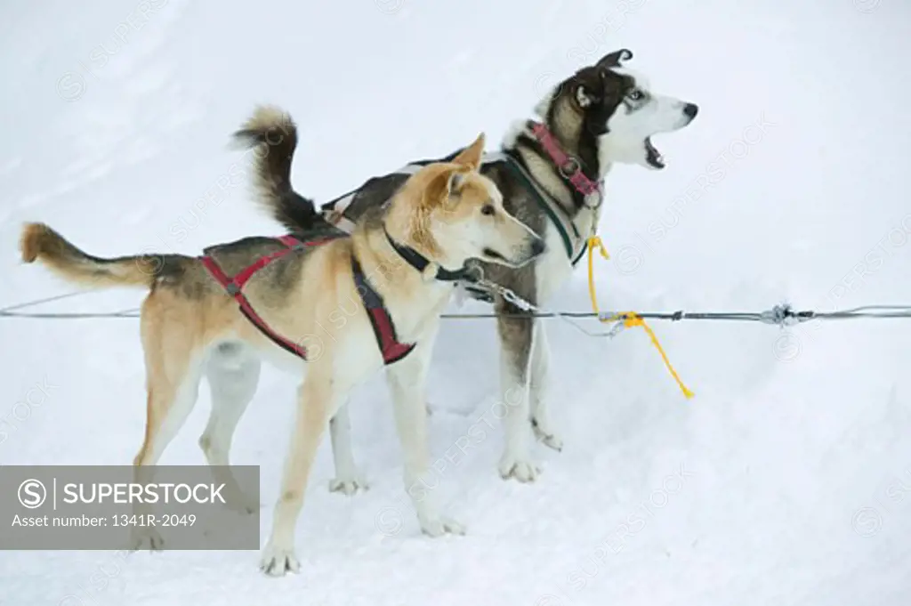 Side profile of two Alaskan huskies standing on snow, Jackson, Wyoming, USA