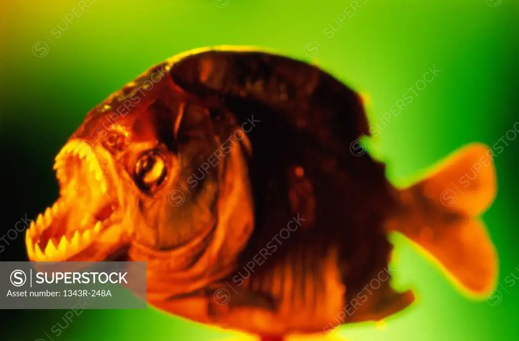 Close-up of a piranha