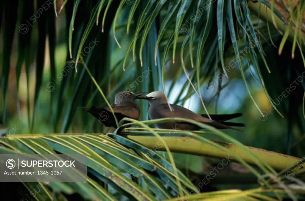Side profile of two Lesser Noddies perching on a palm frond (Anous tenuirostris)