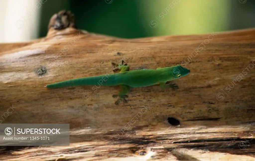 Close-up of a Common Green Gecko on a tree trunk (Naultinus elegans)