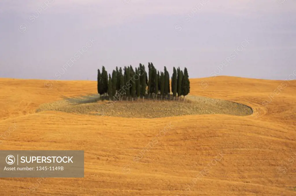 High angle view of cypress trees in a field, Val d'Orcia, Tuscany, Italy