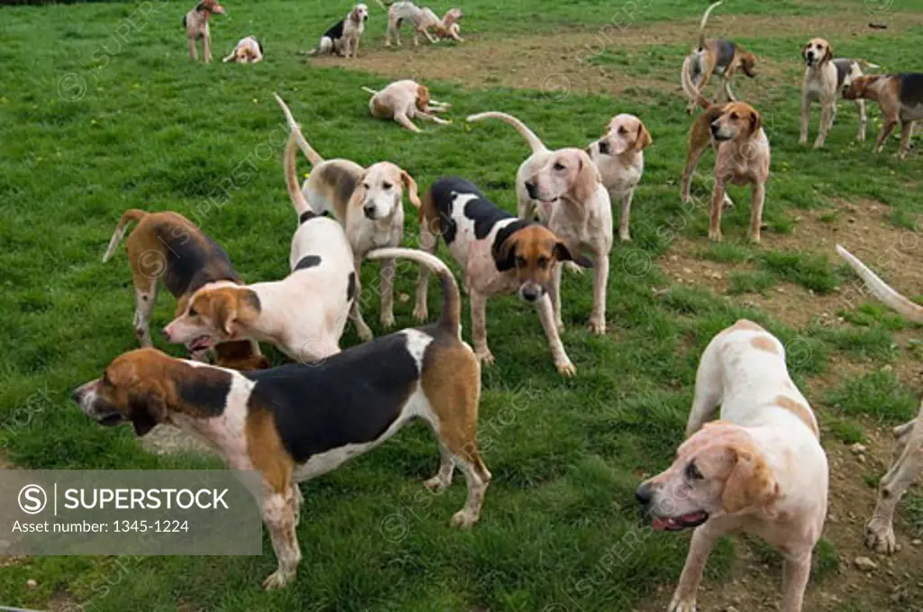 Group of dogs standing in a field