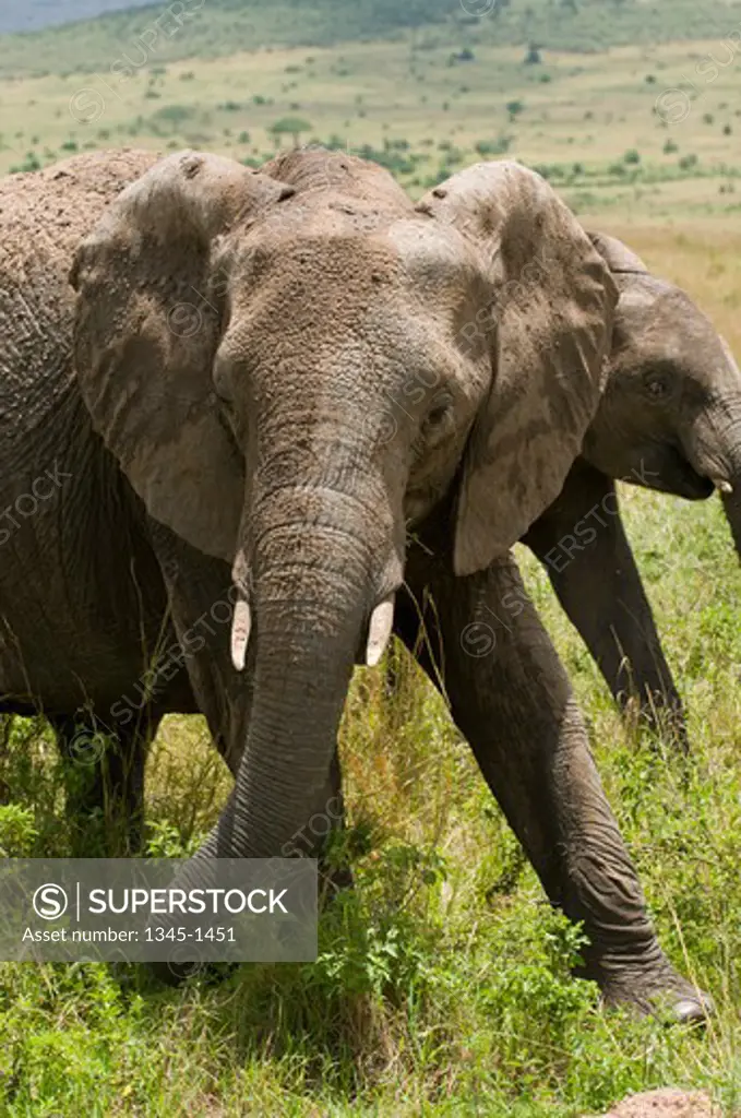 African elephants (Loxodonta africana) in a forest, Masai Mara National Reserve, Kenya
