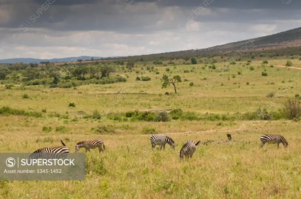 Burchell's zebras (Equus quagga) grazing in a forest, Masai Mara National Reserve, Kenya