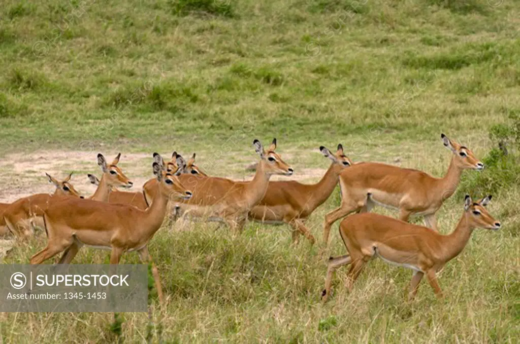 Impala (Aepyceros Melampus) in a forest, Masai Mara National Reserve, Kenya