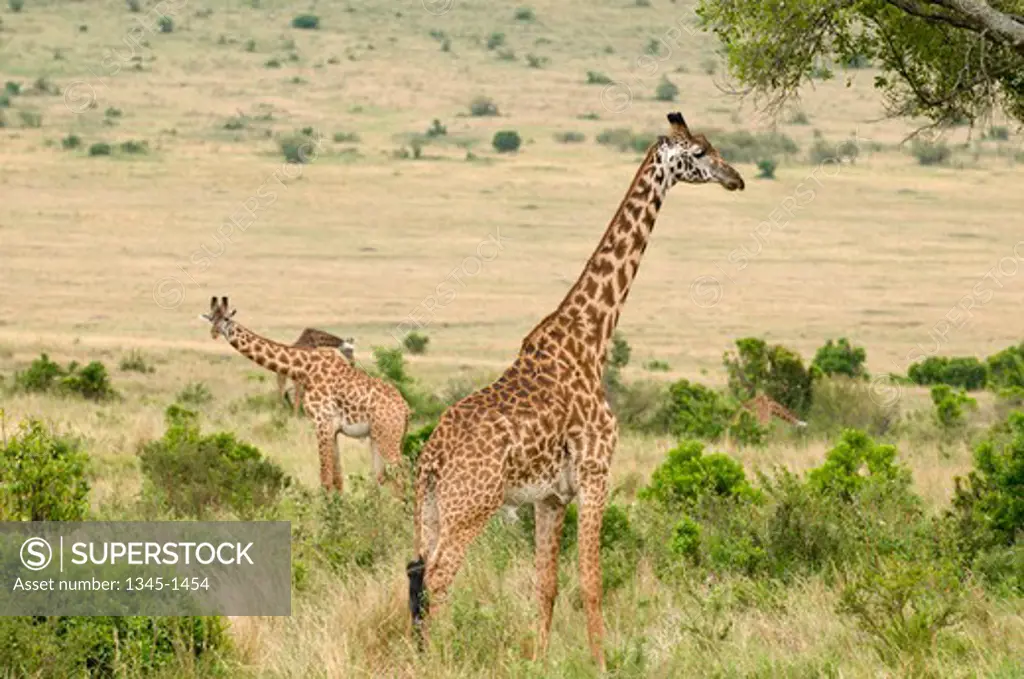 Masai giraffes (Giraffa camelopardalis tippelskirchi) standing in a forest, Masai Mara National Reserve, Kenya