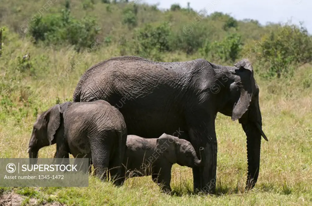 African elephant (Loxodonta africana) with its calves, Masai Mara National Reserve, Kenya