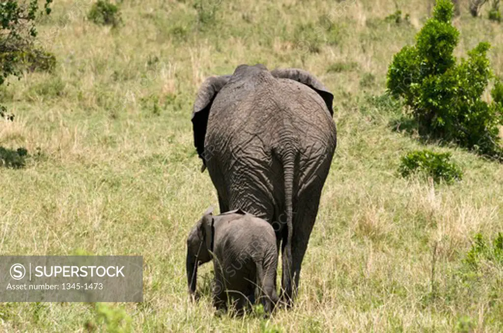 African elephant (Loxodonta africana) with its calf, Masai Mara National Reserve, Kenya