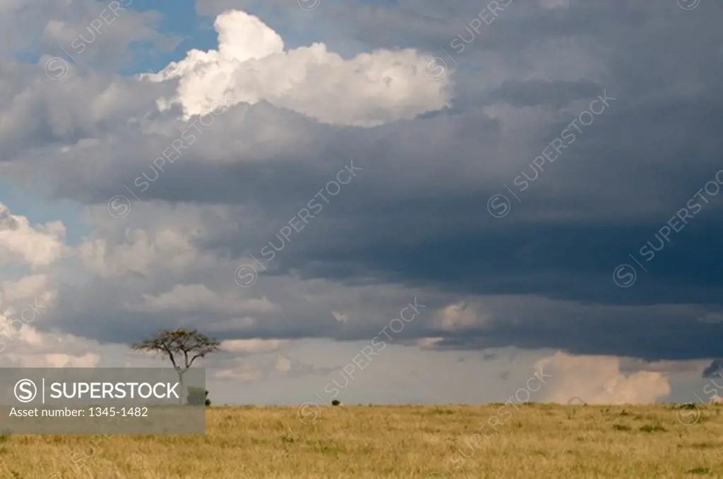Tree in a field, Masai Mara National Reserve, Kenya