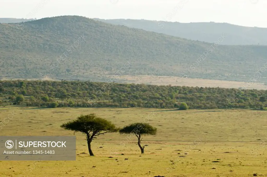 Trees on a landscape, Masai Mara National Reserve, Kenya