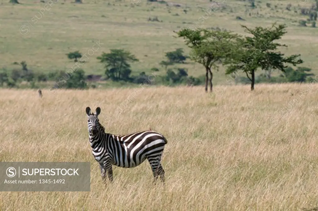 Burchell's zebra (Equus quagga) standing in a forest, Masai Mara National Reserve, Kenya