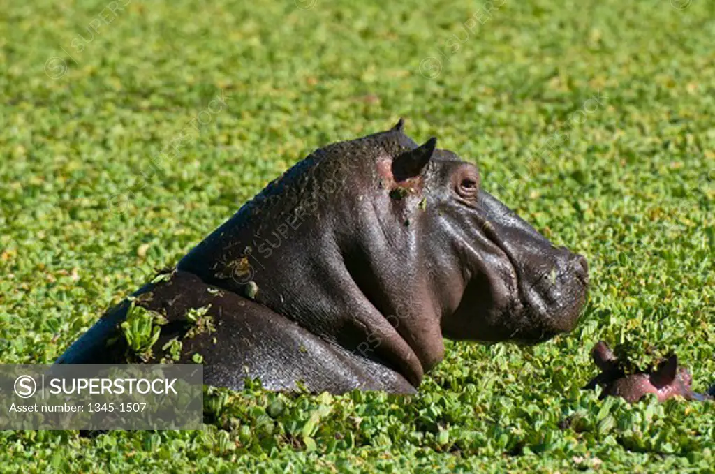 Female hippopotamus (Hippopotamus amphibius) swimming in a pond with its calf, Masai Mara National Reserve, Kenya