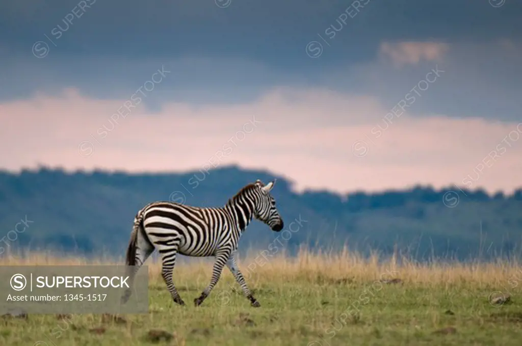 Burchell's zebra (Equus quagga) walking in a forest, Masai Mara National Reserve, Kenya