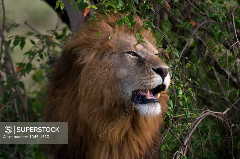 Lion (Panthera leo) in a forest, Masai Mara National Reserve, Kenya