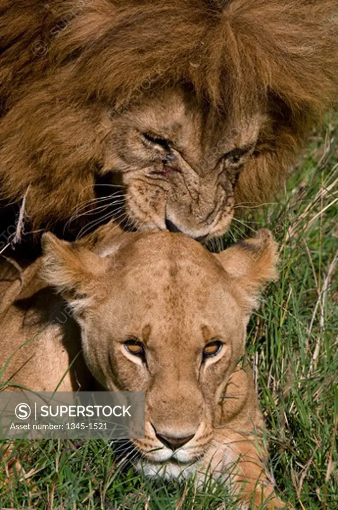 Lion and a lioness (Panthera leo) mating in a forest, Masai Mara National Reserve, Kenya