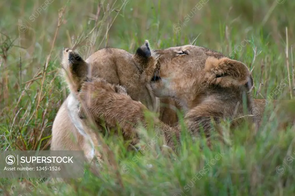 Lioness (Panthera leo) with its cub resting in a field, Masai Mara National Reserve, Kenya