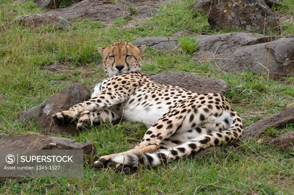 Cheetah (Acinonyx Jubatus) resting in a field, Masai Mara National Reserve, Kenya