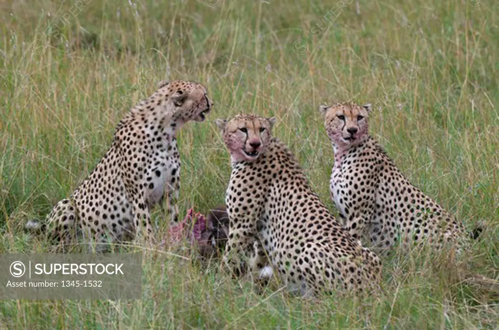 Three cheetahs (Acinonyx jubatus) eating a wildebeest, Masai Mara National Reserve, Kenya