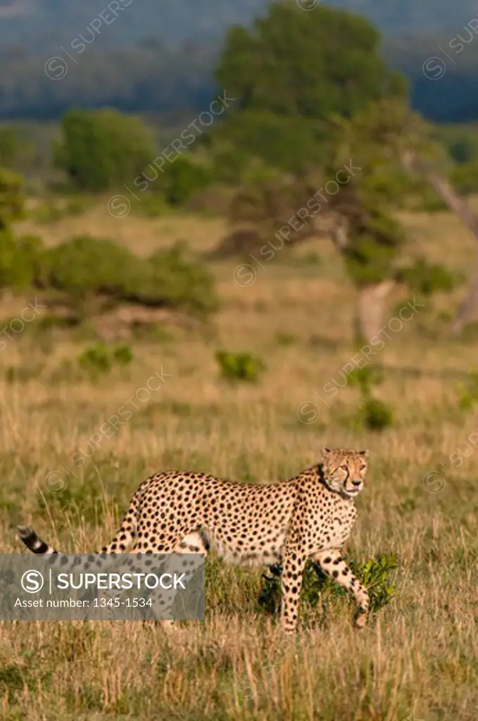 Cheetah (Acinonyx Jubatus) standing in a field, Masai Mara National Reserve, Kenya