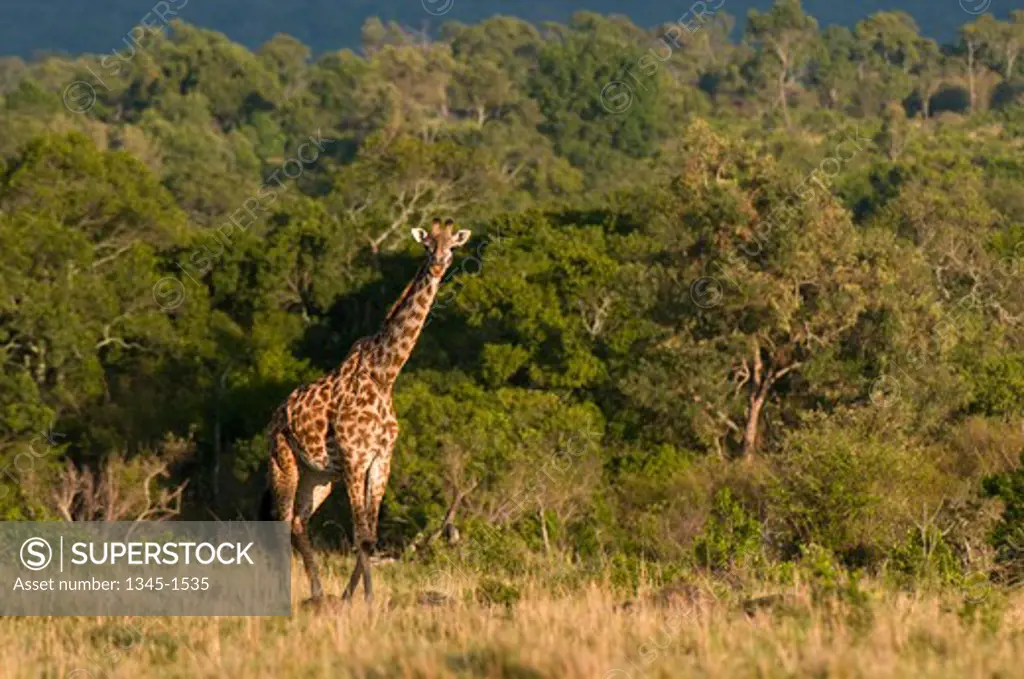 Masai giraffe (Giraffa camelopardalis tippelskirchi) standing in a forest, Masai Mara National Reserve, Kenya