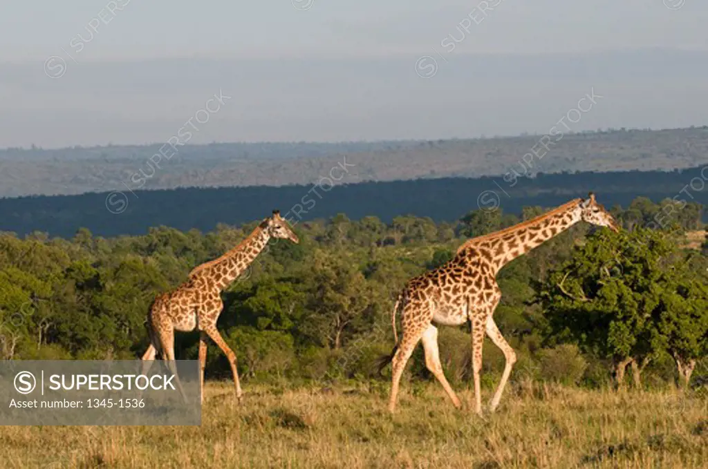Masai giraffes (Giraffa camelopardalis tippelskirchi) in a forest, Masai Mara National Reserve, Kenya