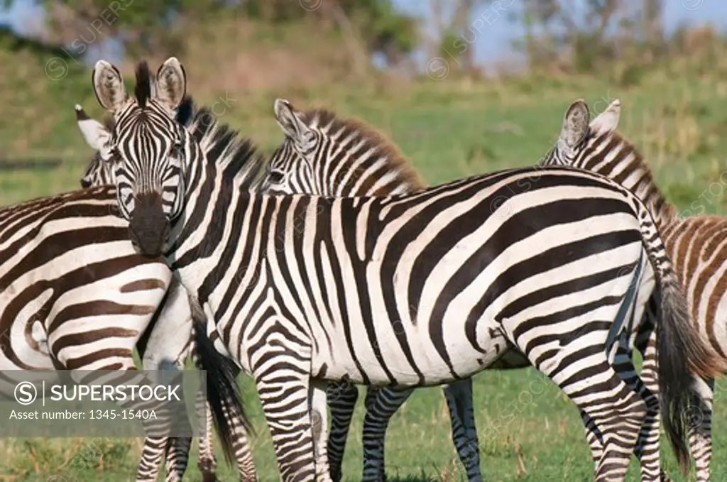 Burchell's zebras (Equus quagga) in a forest, Masai Mara National Reserve, Kenya