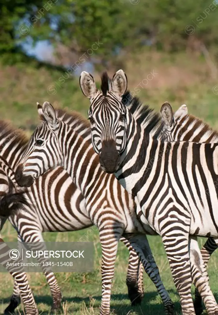 Burchell's zebras (Equus quagga) in a forest, Masai Mara National Reserve, Kenya