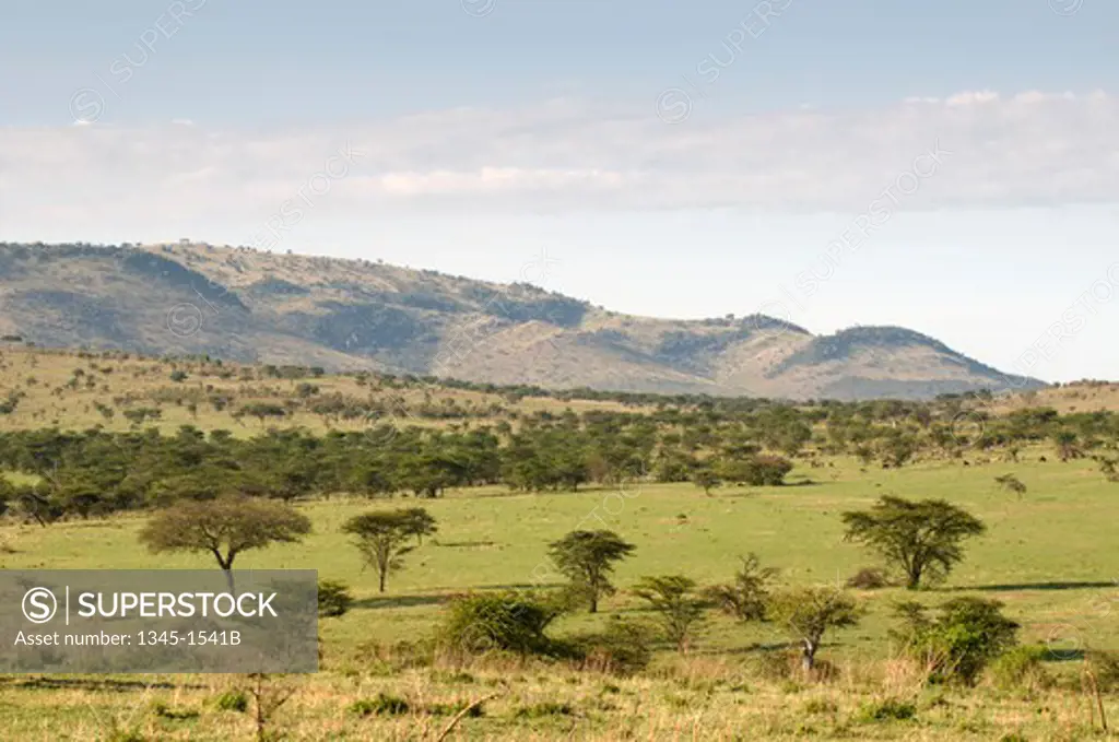 Trees on a landscape, Masai Mara National Reserve, Kenya