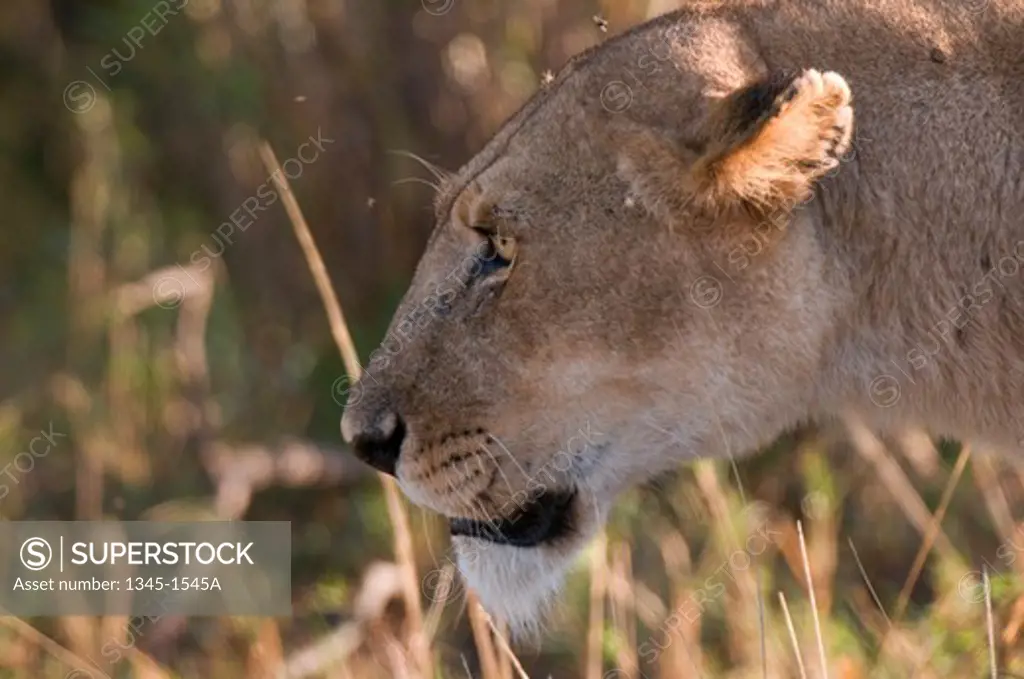 Close-up of a lioness (Panthera leo) in a forest, Masai Mara National Reserve, Kenya