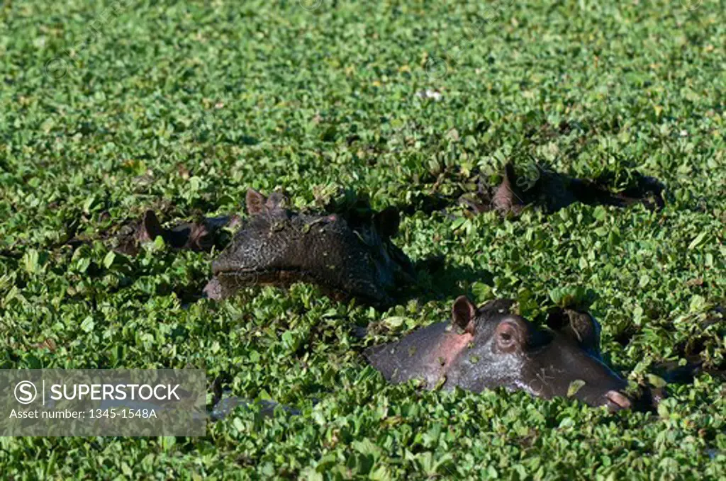 Hippopotamuses (Hippopotamus amphibius) swimming in a pond, Masai Mara National Reserve, Kenya